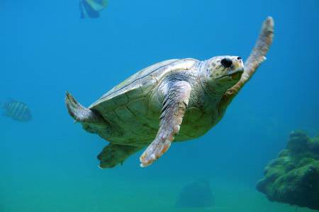 Diving turtle in cyprus