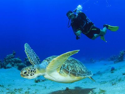 diving with turtle